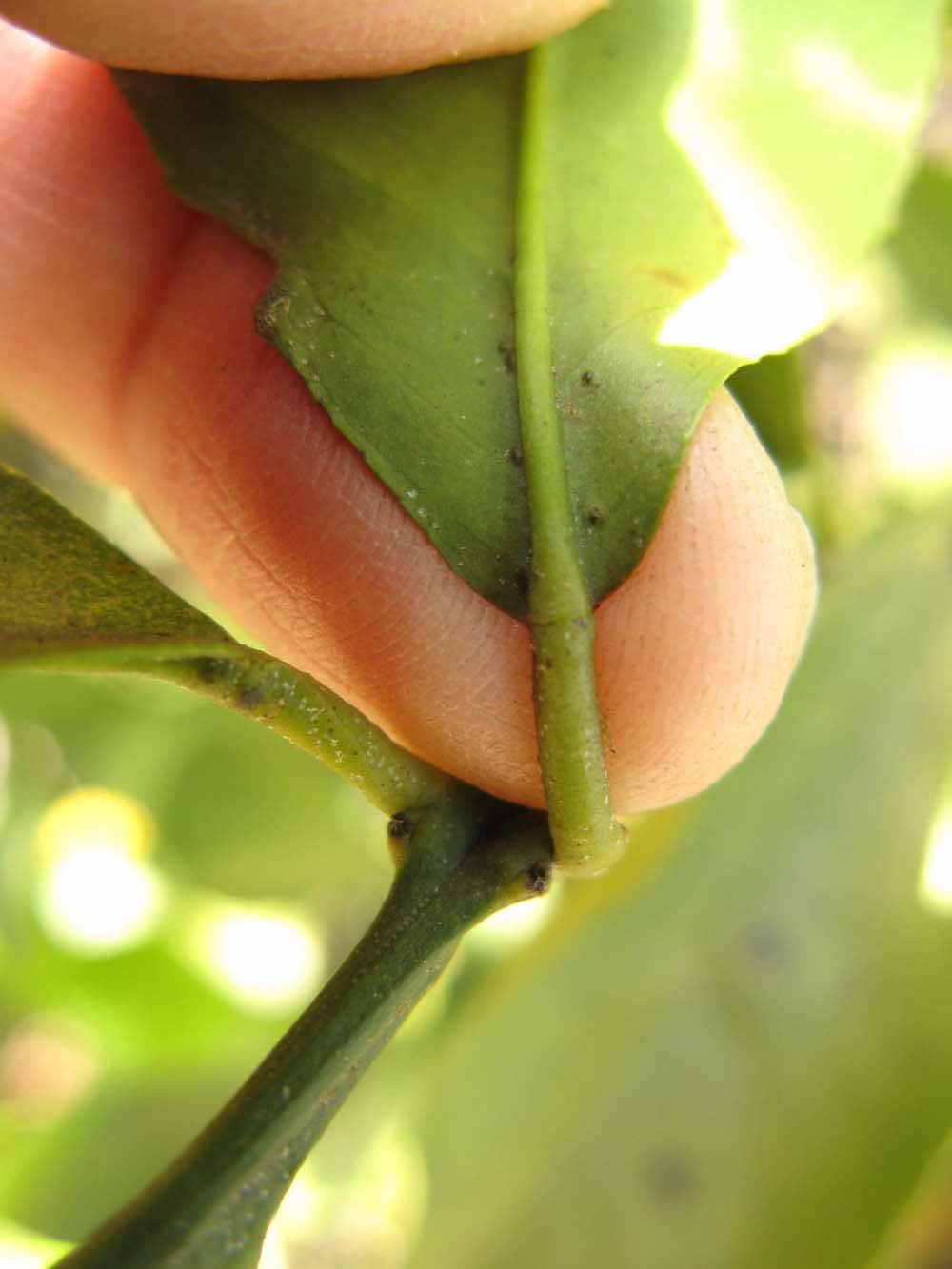              Petiole (Winter Haven, FL)       